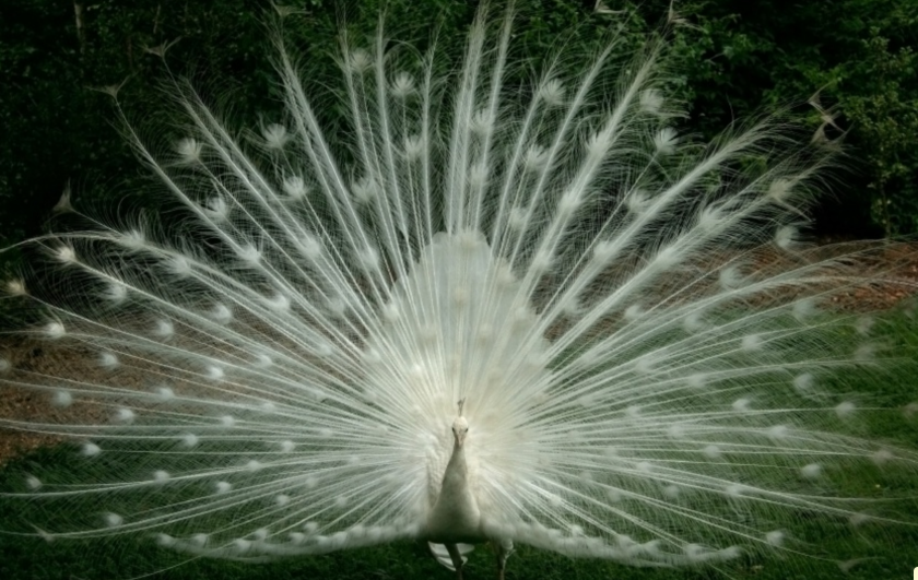 Peacock image